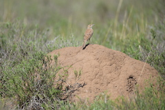 Certhilauda subcoronata