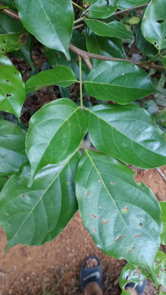 Tachigali richardiana