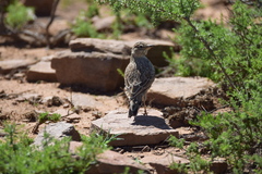 Galerida magnirostris