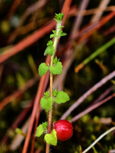 Himalayan Redberry Creeper (Hemiphragma heterophyllum)