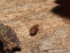 Ectopsocidae