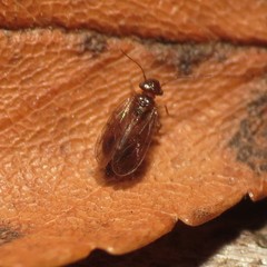 Ectopsocidae