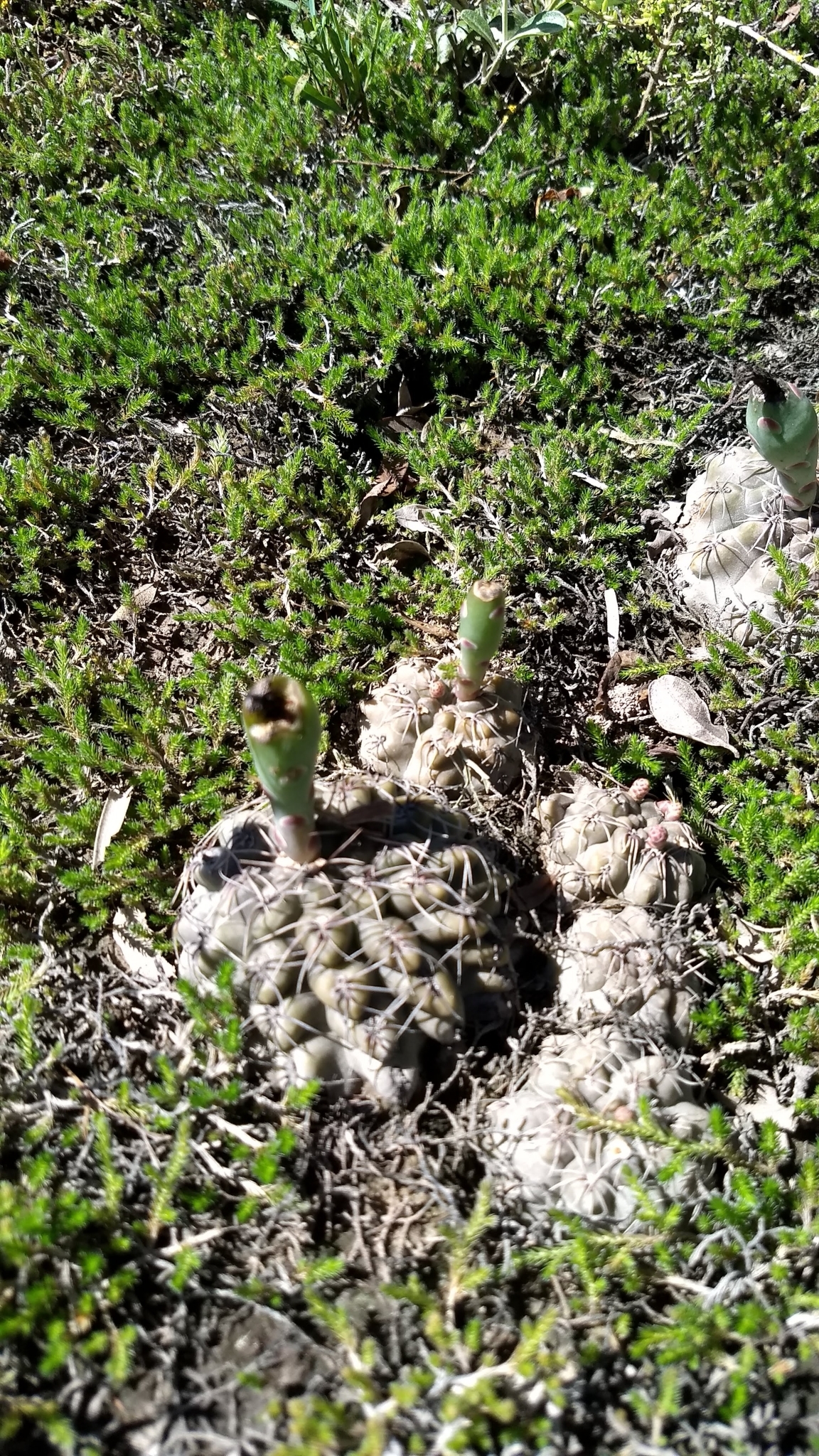 Gymnocalycium schroederianum