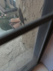 Sceloporus occidentalis