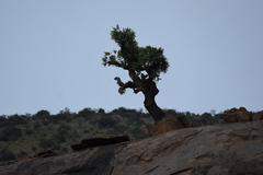 Cussonia paniculata paniculata