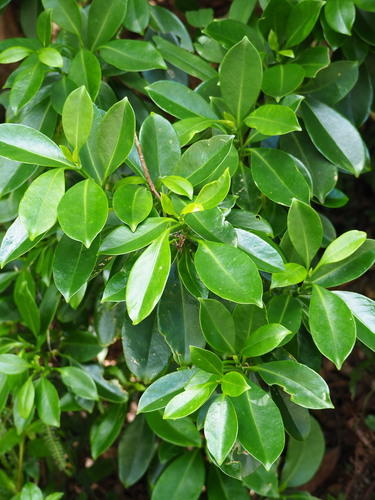 Fagraea ceilanica