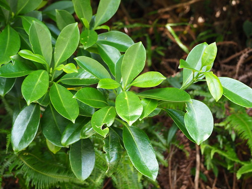 Fagraea ceilanica