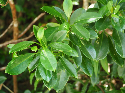 Fagraea ceilanica