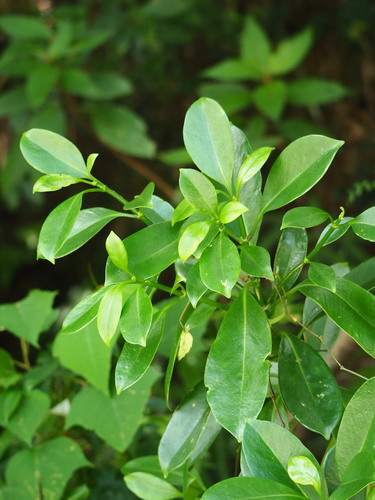 Fagraea ceilanica