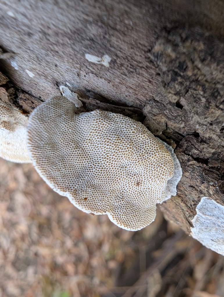 Truncospora ochroleuca · November 2025 · photo: © atsushi_nakajima_cirque (iNaturalist, cc-by)