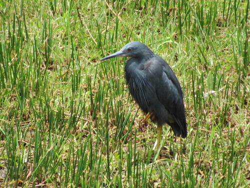 iNaturalist: (c) Andrew Kruger, some rights reserved (CC BY-NC), uploaded by Andrew Kruger iNaturalist image