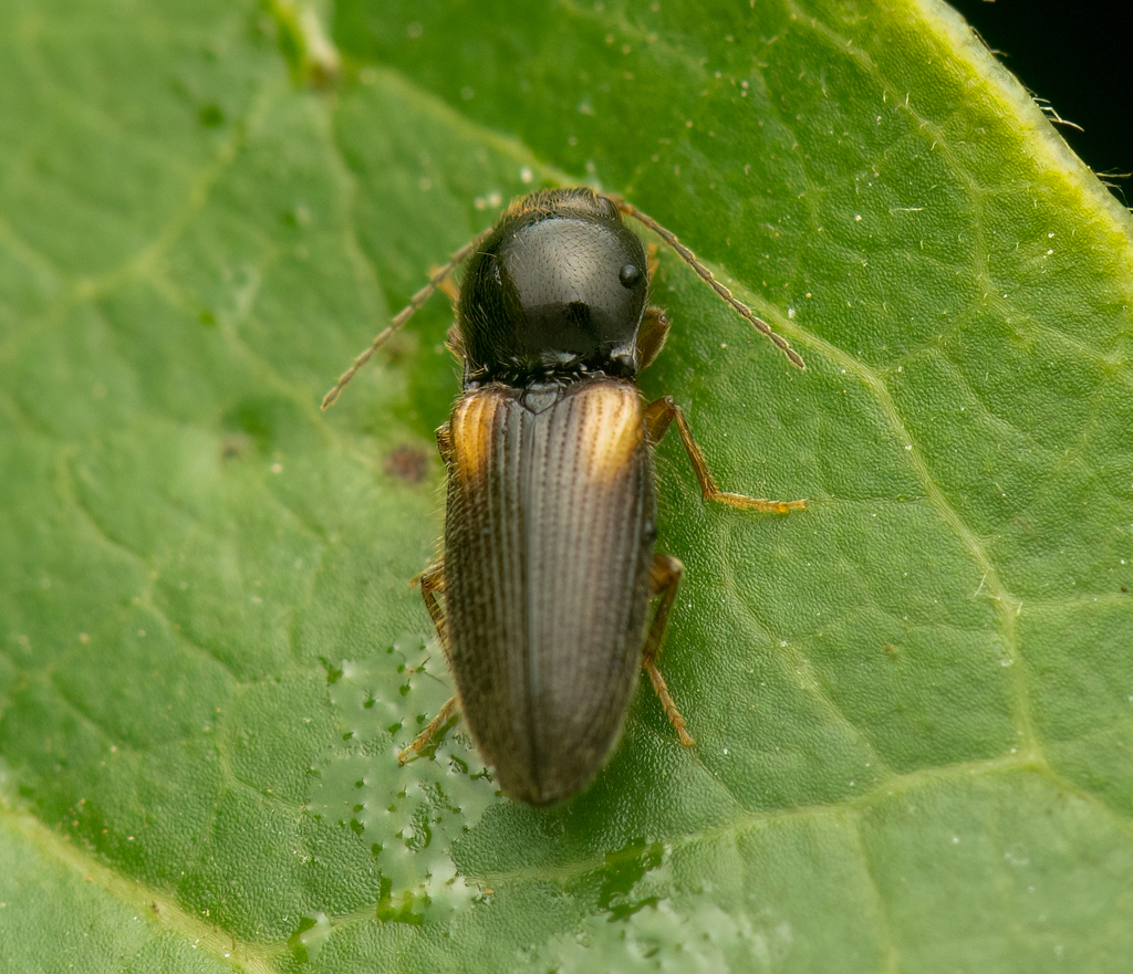 Horistonotus humeralis