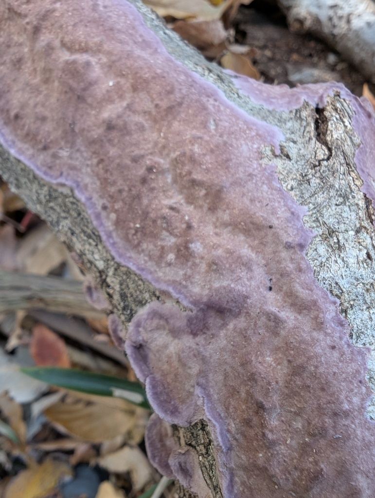 Phlebiopsis crassa · November 2025 · photo: © atsushi_nakajima_cirque (iNaturalist, cc-by)