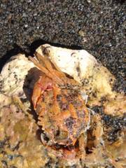 Nectocarcinus antarcticus