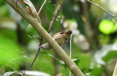 Epinecrophylla fulviventris