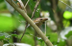 Epinecrophylla fulviventris