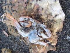 Nectocarcinus antarcticus