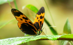 Mechanitis messenoides