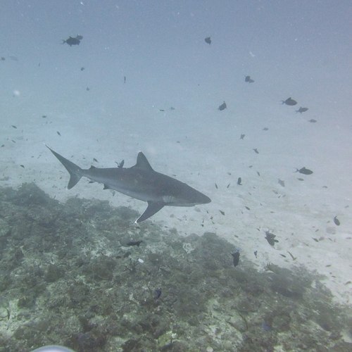 Carcharhinus albimarginatus