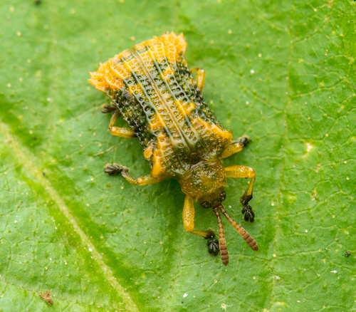 Baliosus pectoralis (Baly, 1864)