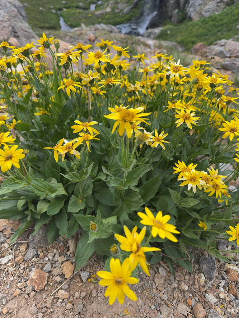 hairy arnica