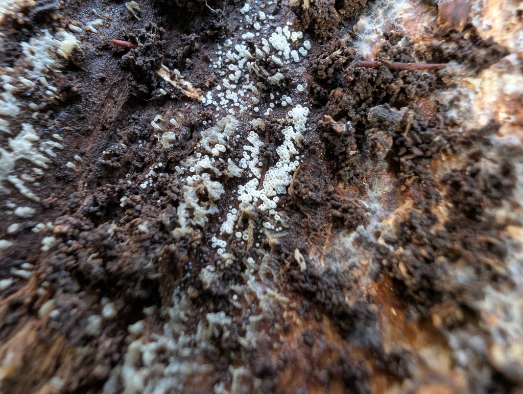 Henningsomyces candidus · November 2025 · photo: © atsushi_nakajima_cirque (iNaturalist, cc-by)