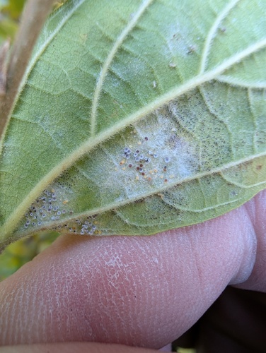 Pleochaeta shiraiana