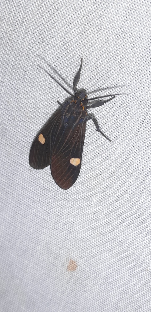 Aclytia hoffmannsi