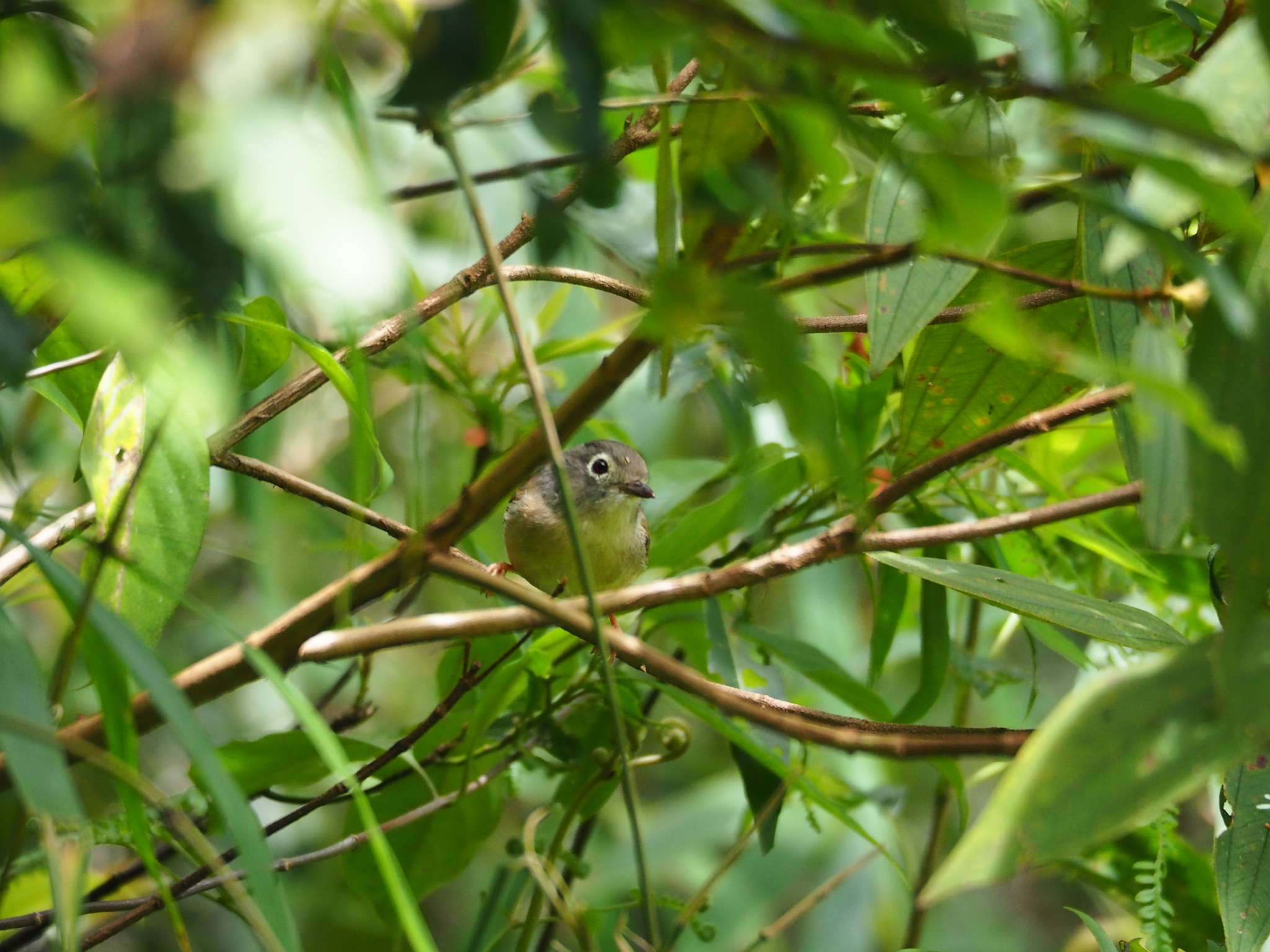 Grey-cheeked Fulvetta