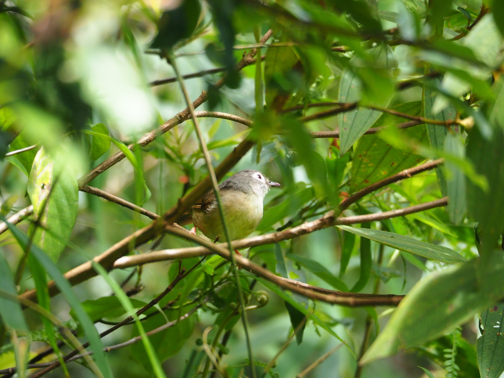 Grey-cheeked Fulvetta