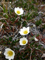 Dryas integrifolia