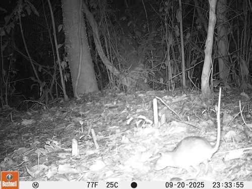 Steere's Spiny Rat (Proechimys steerei) — Least Concern Mammalia