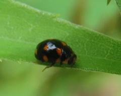 Brachiacantha ursina
