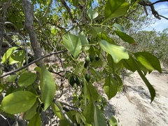 Elaeodendron curtipendulum