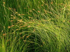 Carex simulata
