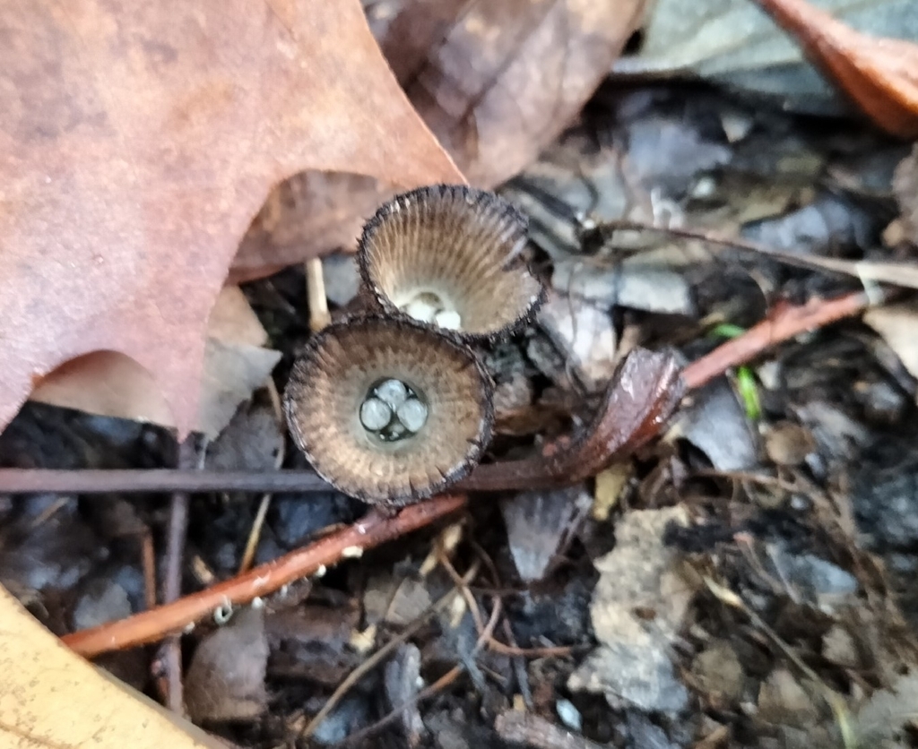 Cyathus striatus · December 2025 · photo: © tatiana354 (iNaturalist, cc-by)