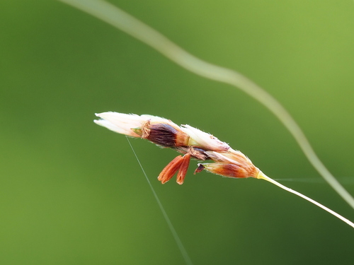 Sorghum nitidum (Sorghum nitidum)