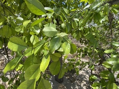 Elaeodendron curtipendulum