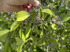 Elaeodendron curtipendulum