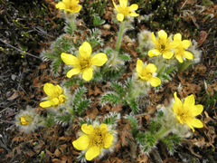 Geum glaciale