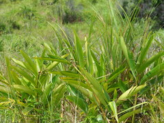 Alpinia koshunensis, photograph 葉子, CC0, iNaturalist via GBIF