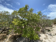 Elaeodendron curtipendulum