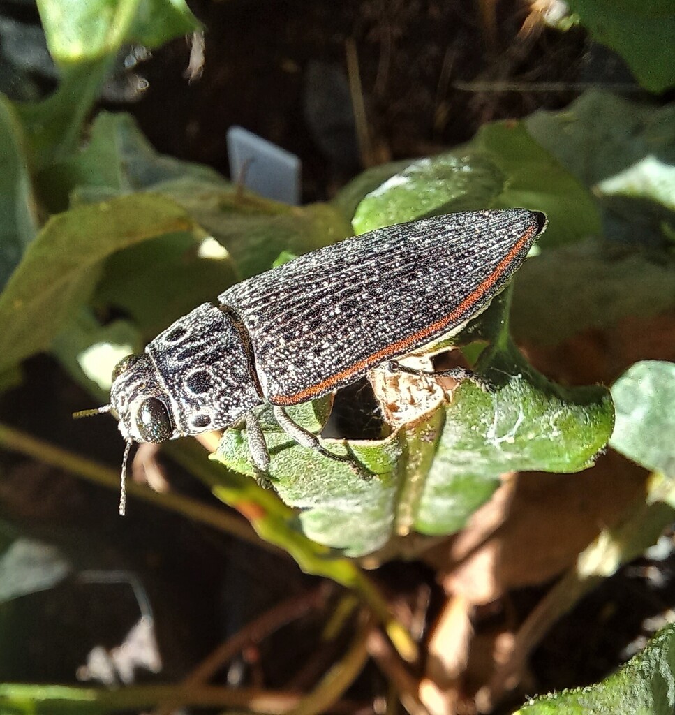 Lampetis perspicillata