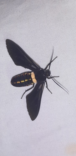 Autochloris simulans