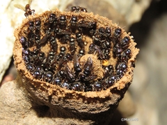 Lestrimelitta niitkib