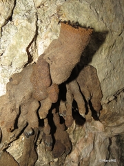 Lestrimelitta niitkib