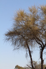 Acacia coriacea