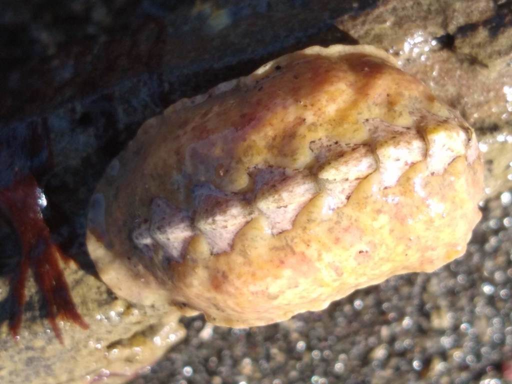 Pseudotonicia
