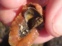 Pseudotonicia cuneata