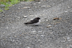 Hirundo dimidiata